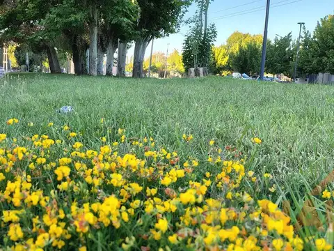 Terreno en Cipolletti