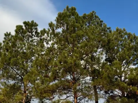Campo en Venta de 200  ha