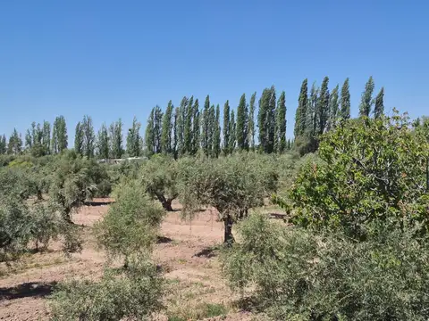 Ozamis Sur 2820, Mendoza 2800