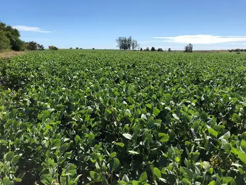 Campo en Venta Agricola