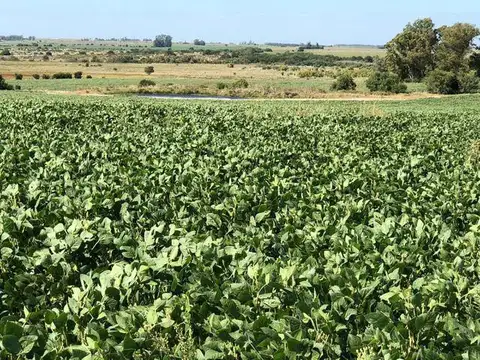 PROPIEDADES RURALES - AGRICOLA - ZONAS RURALES