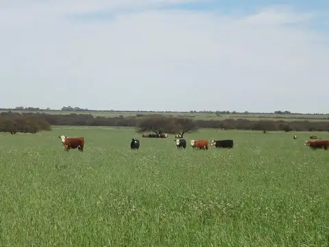 Venta de Campo 5.600 Hectáreas en Chacharramendi, La Pampa |