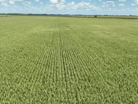 Campo en Venta Mixto