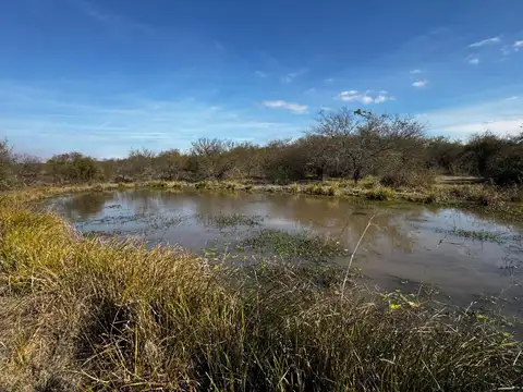 Campo 48 hec ganadero - forestal sauce corrientes
