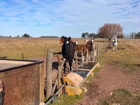 Venta Campo 5 hectáreas Croto Tapalque