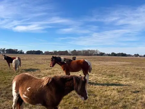 Campo en Venta en Tapalque, Partido de Tapalqué