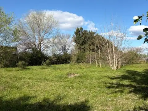 La Calandria 500