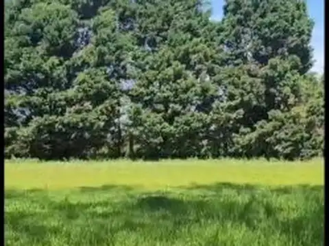 CAMPIÑA ELISA