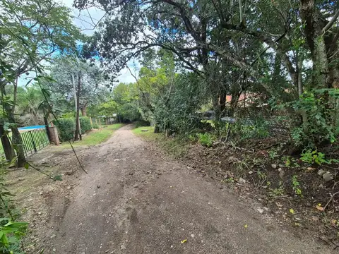 algarrobo grande