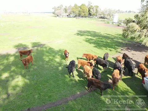 Campo de 104 has en Venta - Chascomús - Apto para Desarrollo - Club de Campo.