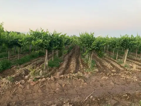 Venta Finca. 5Ha. Las Violetas, Lavalle.