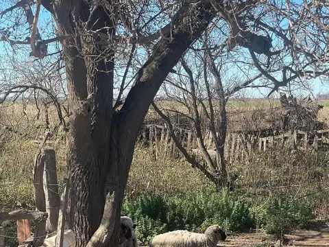 Campo en Venta de 0,61  ha