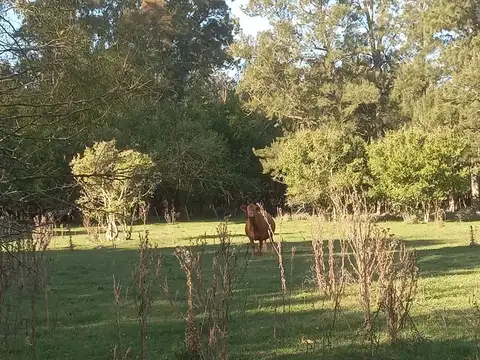 Campo en Venta de 50  ha