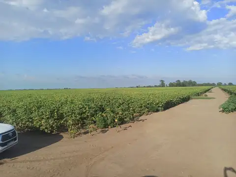 Campo con gran potencial, Laboulaye, Cordoba