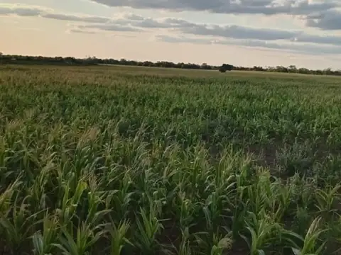 Venta de Campo - 1.200 Hectáreas