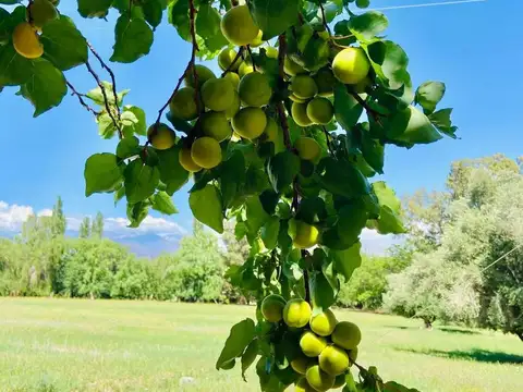 Finca s/lote 50 Has- Venta- Calingasta- San Juan