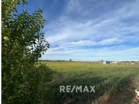 Venta Chacra  en Senillosa – 7 Hectáreas