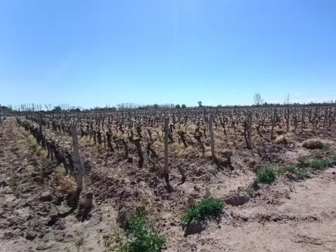 Terreno en Venta de 50000,0 m2