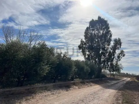VENTA DE FINCA EN LAVALLE MENDOZA