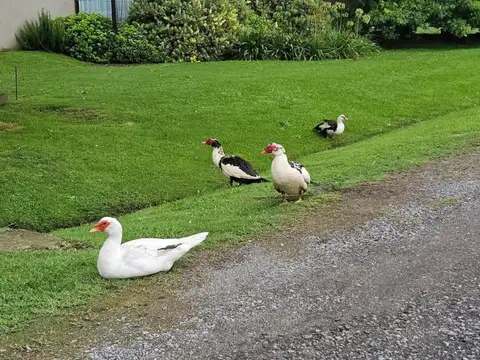 Casa en Venta en Arturo Segui, USD 198.000