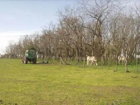Campo en venta en Chascomús
