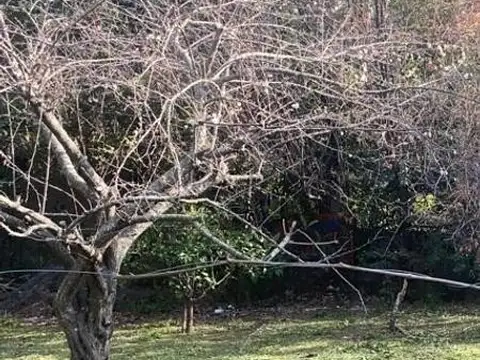 NUEVO VALOR. Lote arbolado de 1.112 m2.