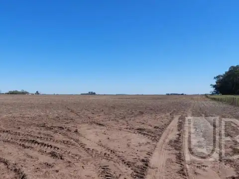 Saladillo