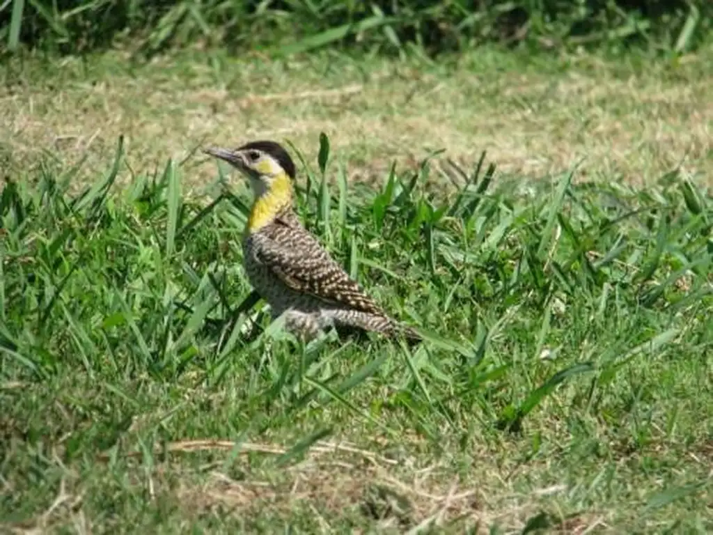 Casa en Estancia de Pilar en alquiler temporario, 6 dormitorios - Foto 52