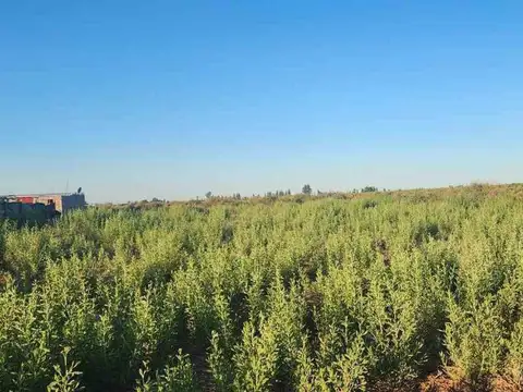 Terreno en Venta en Colonia Bombal, USD 14.500