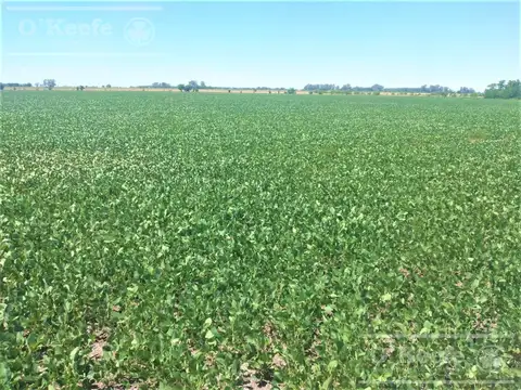 Campo mixto en Chivilcoy de 106 has