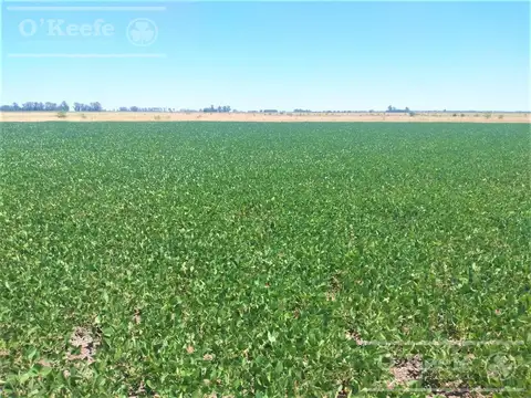 Campo mixto en Chivilcoy de 106 has