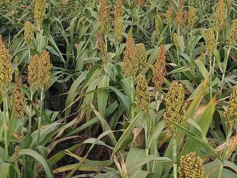 Venta campo mixto 270 hectáreas en Santiago del Estero