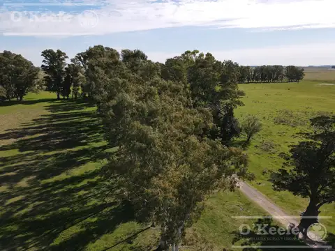 Campo en venta 1420 has en Azul