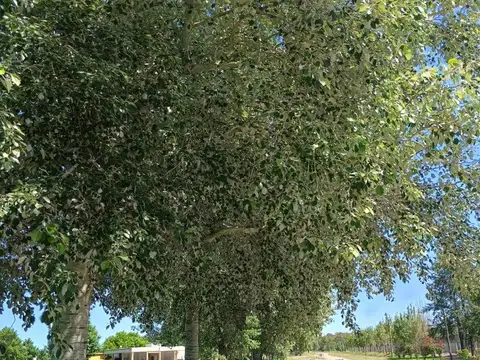 Av Juan Pablo Ii 1600