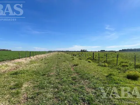 VENTA DE CAMPO – 196 HECTÁREAS – PARTIDO DE BARADERO, RUTA NACIONAL Y AUTOPISTA N.º 9,