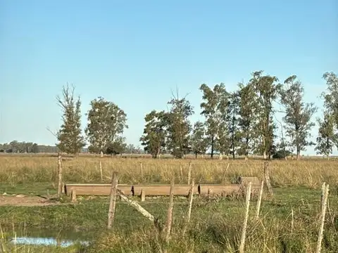 Campo en Venta Ganadero