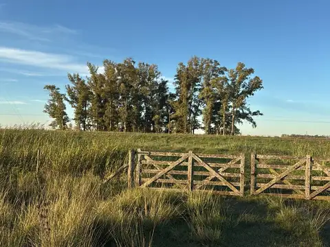 Campo Mixto 155 hec Las Bahamas Prov Buenos Aires