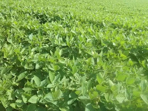 VENTA EXCELENTE CAMPO AGRICOLA, RUTA 11, MARC. ESC