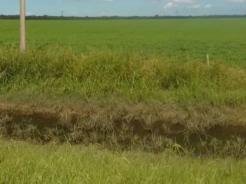 VENTA EXCELENTE CAMPO AGRICOLA, RUTA 11, MARC. ESC