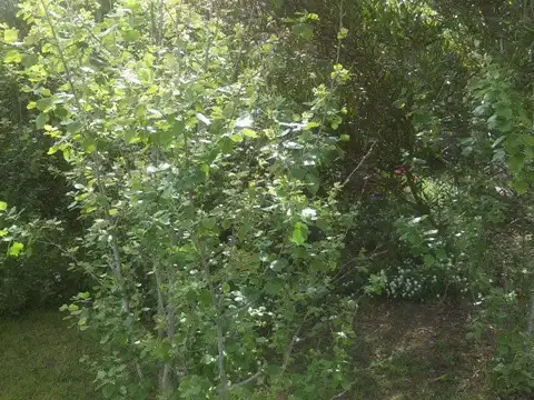 Lote - Venta - Argentina, Pinamar - DEL LIDO 600 641