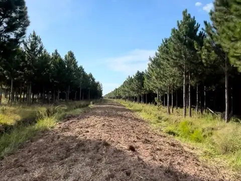 Campo sobre ruta Z/ Puerto Valle