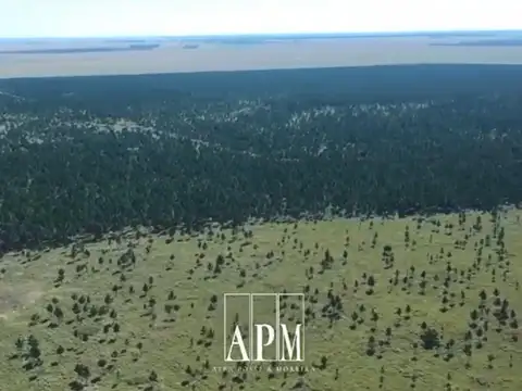 VENTA | CAMPO FORESTAL DE PINOS – PUERTO VALLE, CORRIENTES