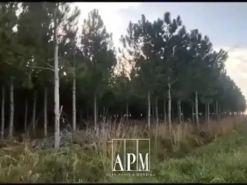 VENTA | CAMPO FORESTAL DE PINOS – PUERTO VALLE, CORRIENTES