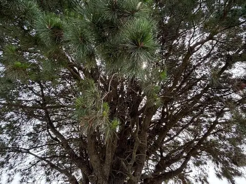 Terreno en Venta de 1101,0 m2