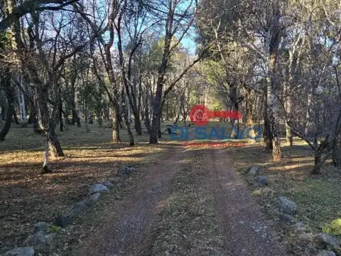 Las Golondrinas