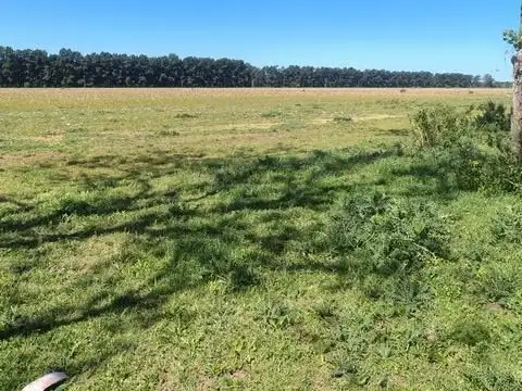 Campo en venta en Baradero 33 hectareas