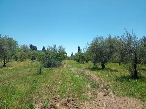 VENTA FINCA MENDOZA MAIPU BARRANCAS