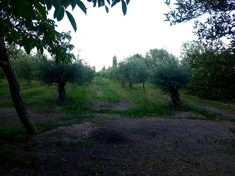 VENTA FINCA MENDOZA MAIPU BARRANCAS