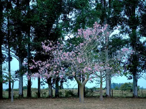 VENDO MARAVILLOSO CAMPO SOBRE EL RÍO EN ESQUINA CORRIENTES!