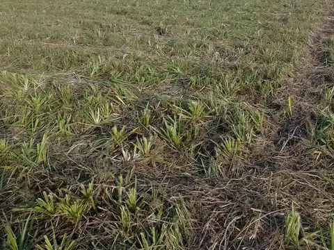 Campo en Arana 10 HA